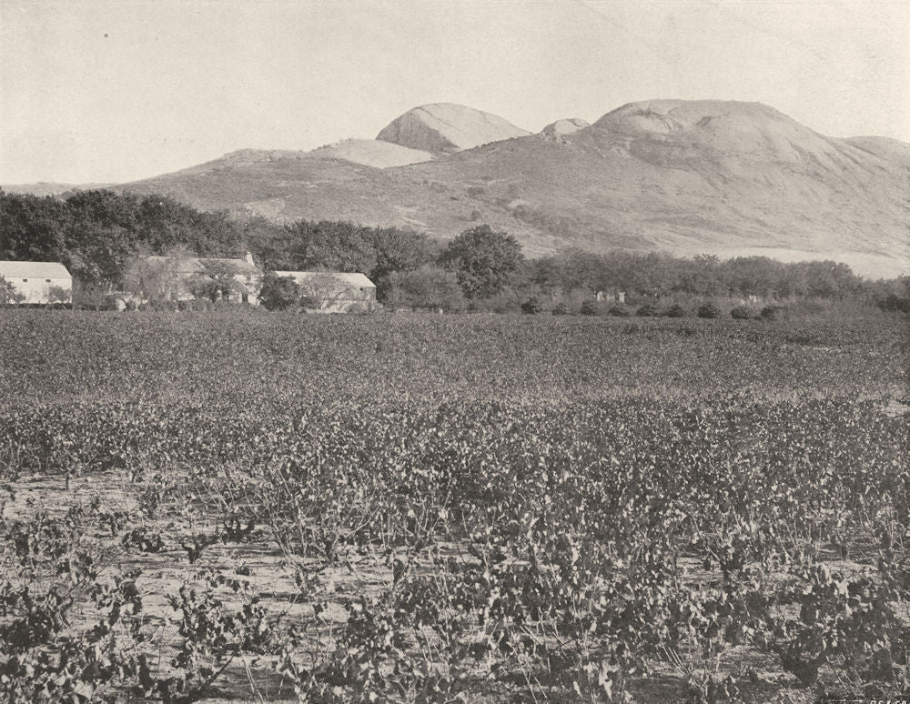 SOUTH AFRICA. The Paarl Rock and Vineyards 1899 old antique print picture